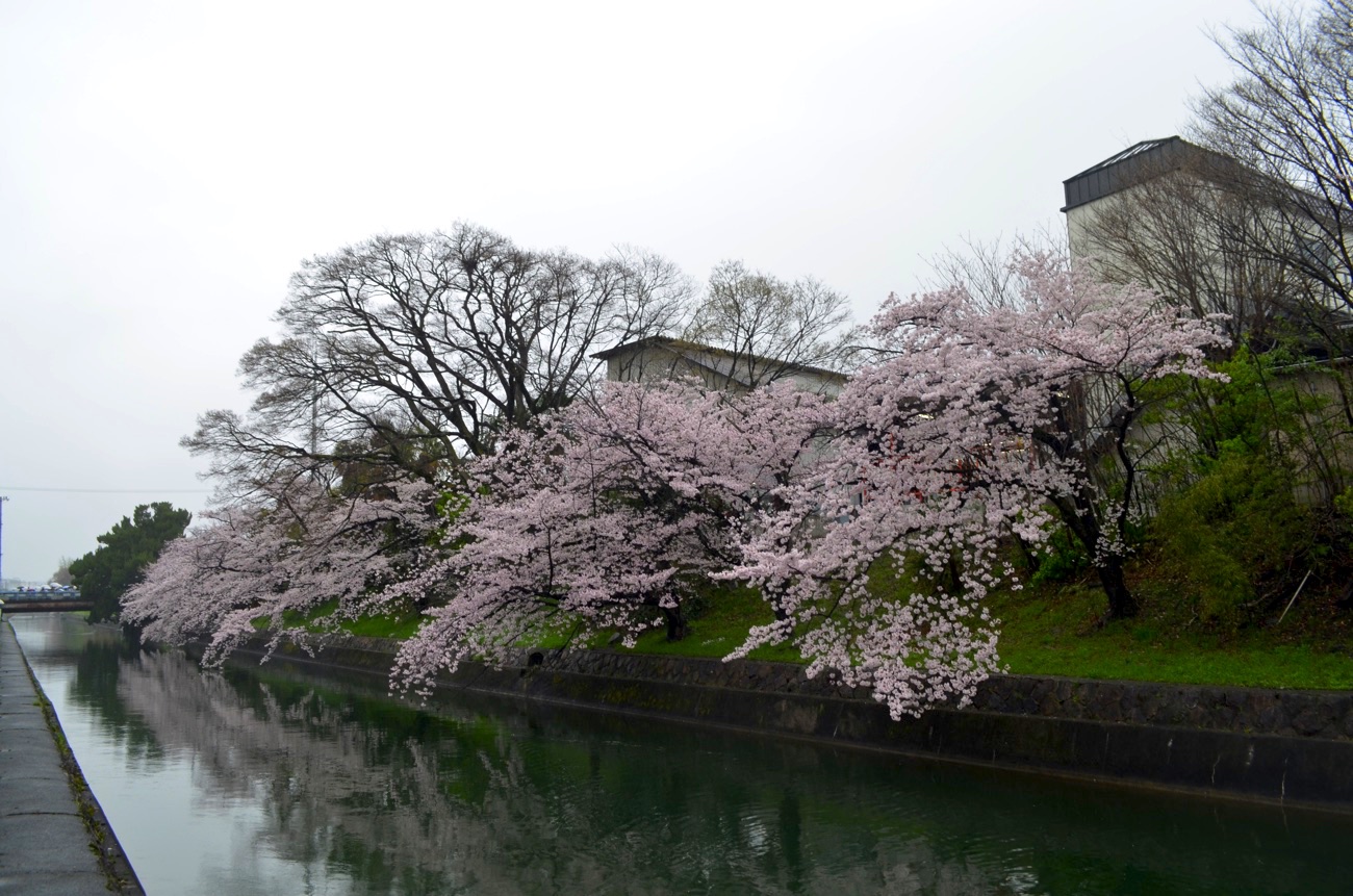 琵琶湖疏水沿いの桜