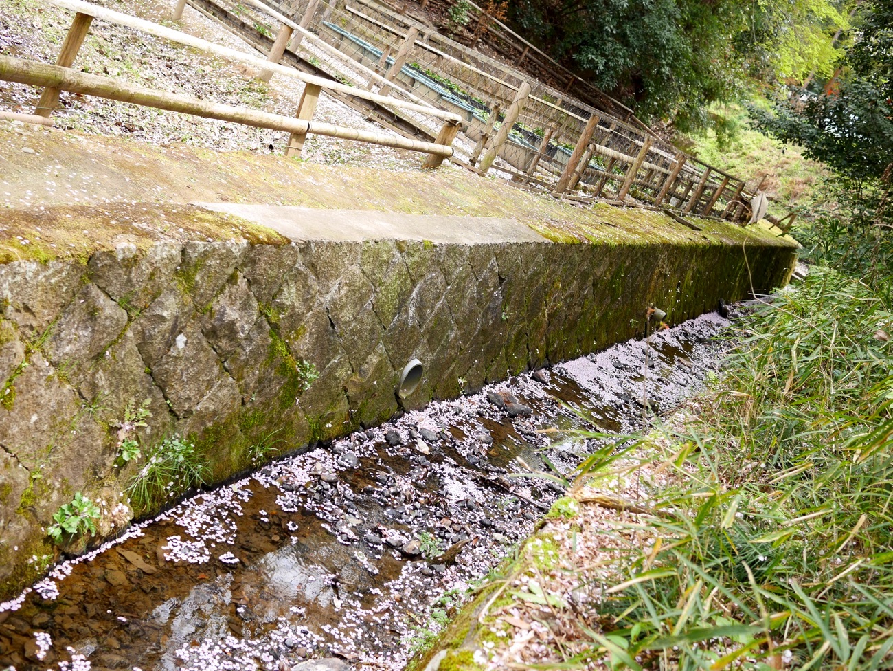 中腹にある谺ヶ池（新池）から流れる水